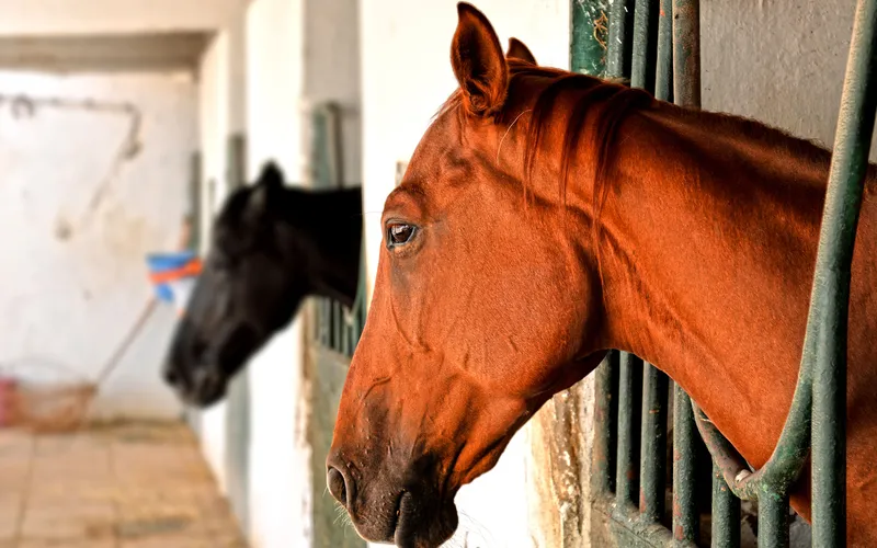 Cheval alezan à la porte de son box