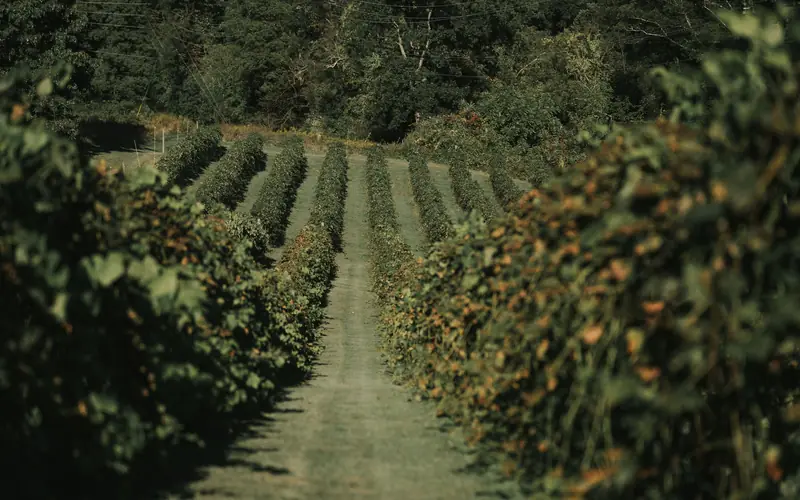 Rangs de vigne d'un domaine