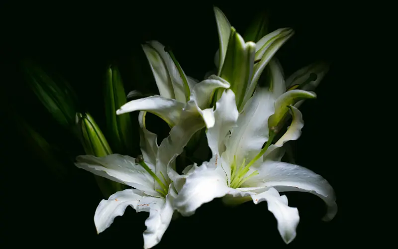 Lys blancs sur fond sombre
