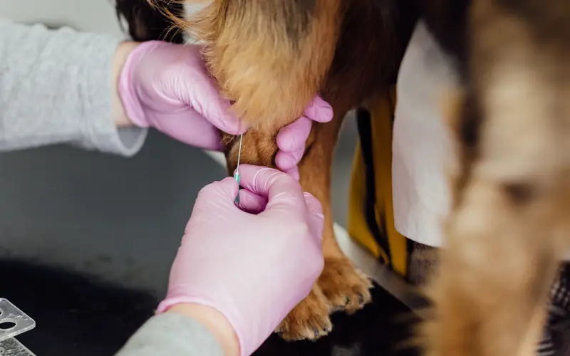 Mains gantées examinant la patte d'un chien